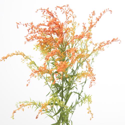 25x Solid.(v) oranje 70cm
