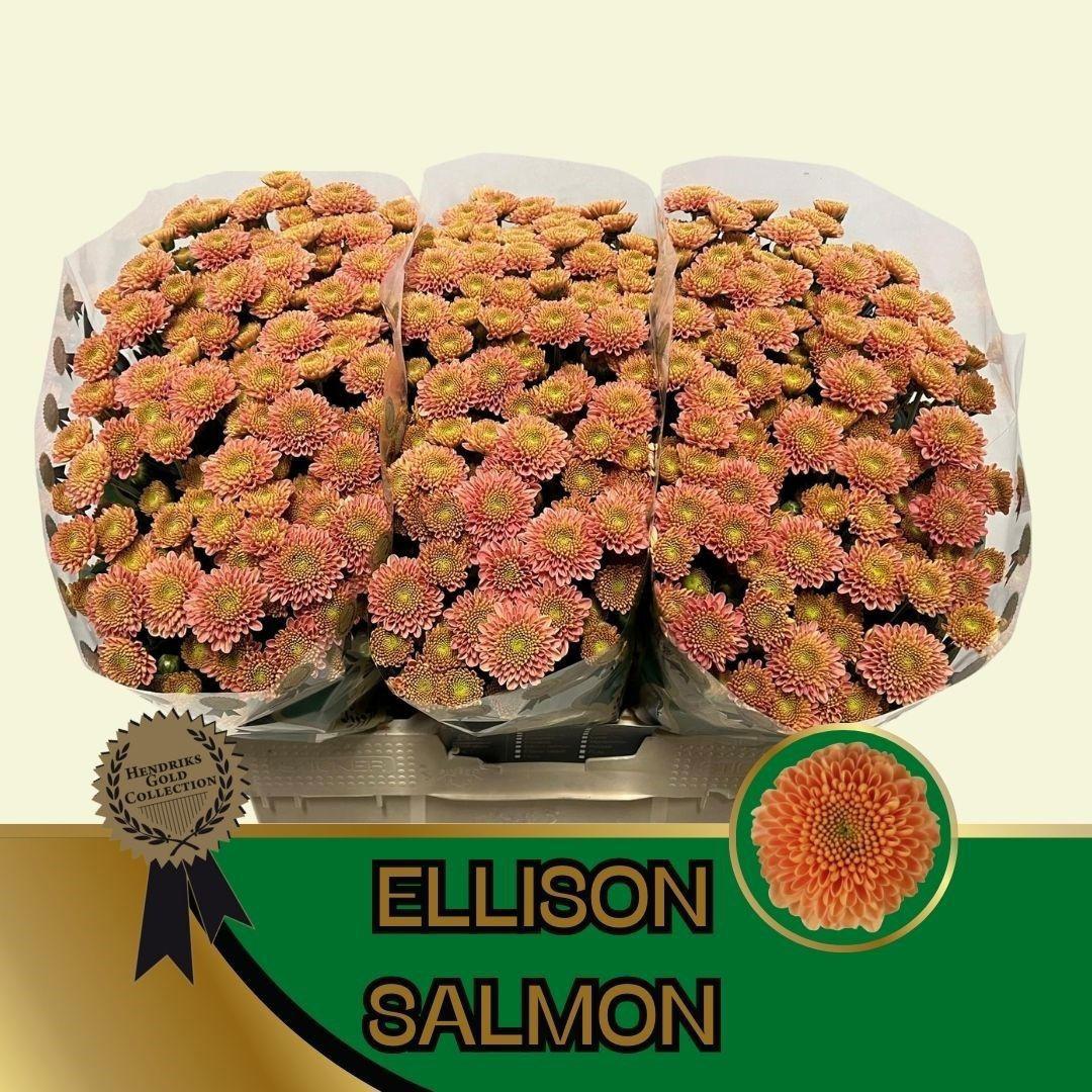 25x Chrysant san.ellison salmon 50cm