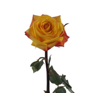 10x Rosa campari 50cm