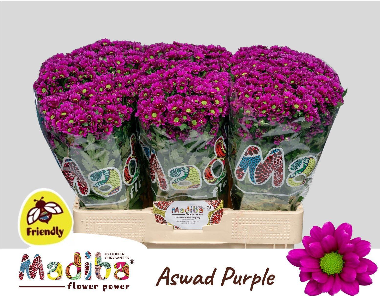 25x Chrysant san.madiba aswad purple 50cm