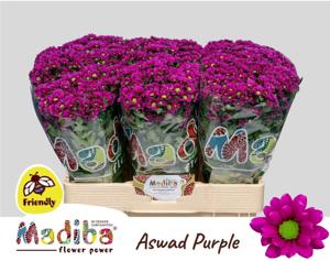 25x Chrysant san.madiba aswad purple 50cm