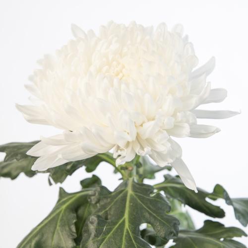 10x Chrysant stravina 70cm