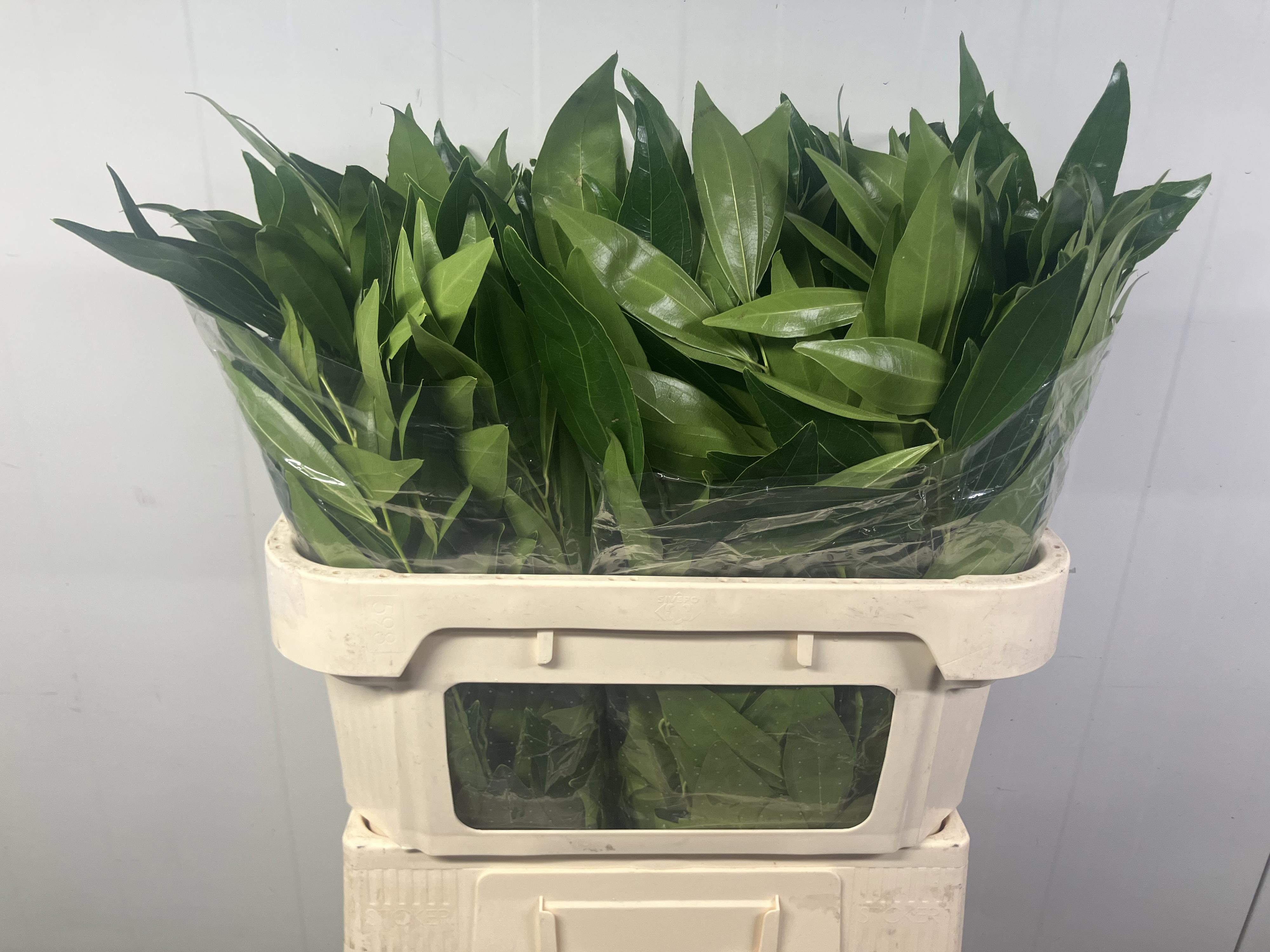 50x Sg cocculus laurifolius 70cm