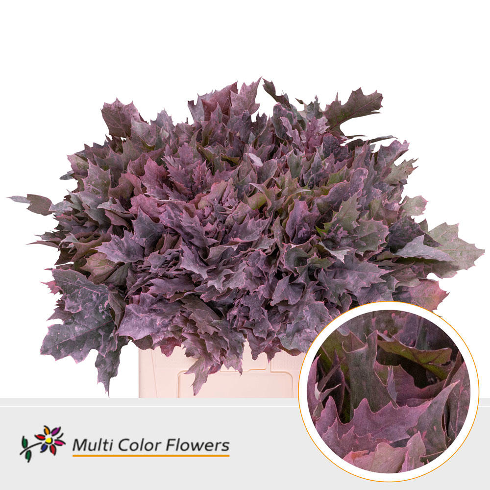 20x Sg quercus roze 60cm