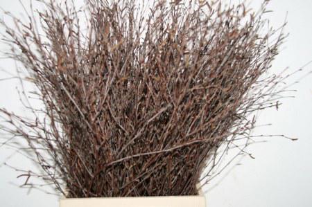 20x Tk betula 60cm