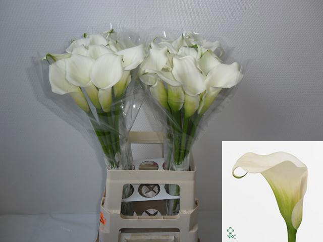 10x Zant.crystal blush 70cm