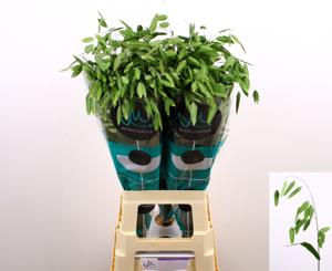 50x Gs chasmanthium latifolium mantis 80cm