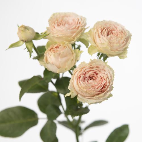 10x Rosa sweet giselle 70cm