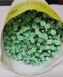 25x Gipskruid xlence mintgroen 80cm