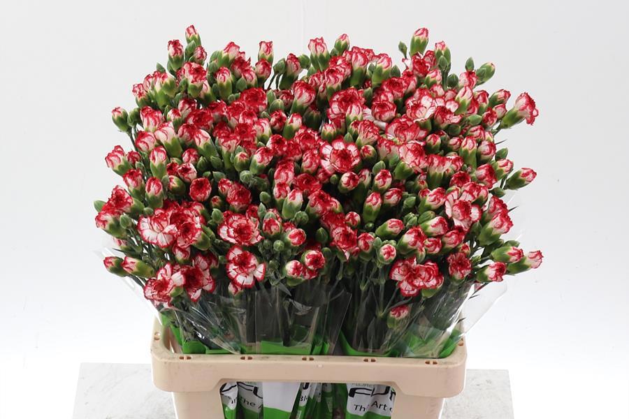20x Dian.tr.minueto 60cm