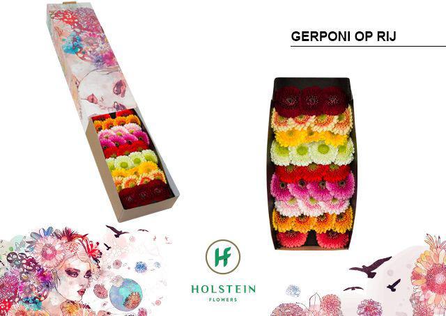 60x Germ.pomponi mix var.op rij 40cm