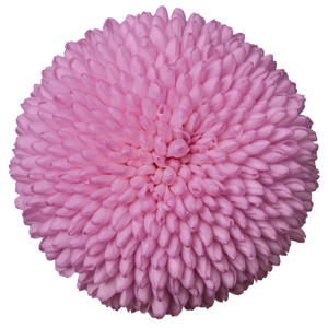 10x Chrysant momoko 70cm
