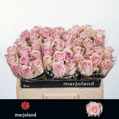 10x Rosa sweet dolomiti 50cm