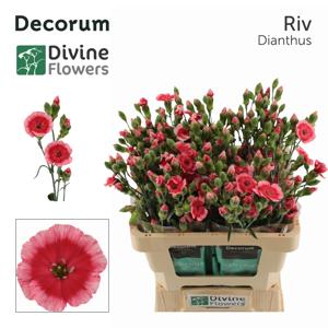 20x Dian.tr.solomio riv 60cm