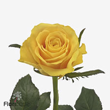 20x Rosa la dorada 60cm