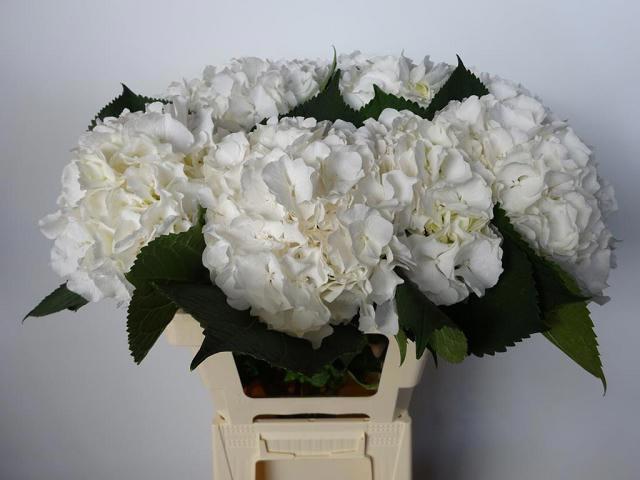 10x Hydr.white verena 60cm