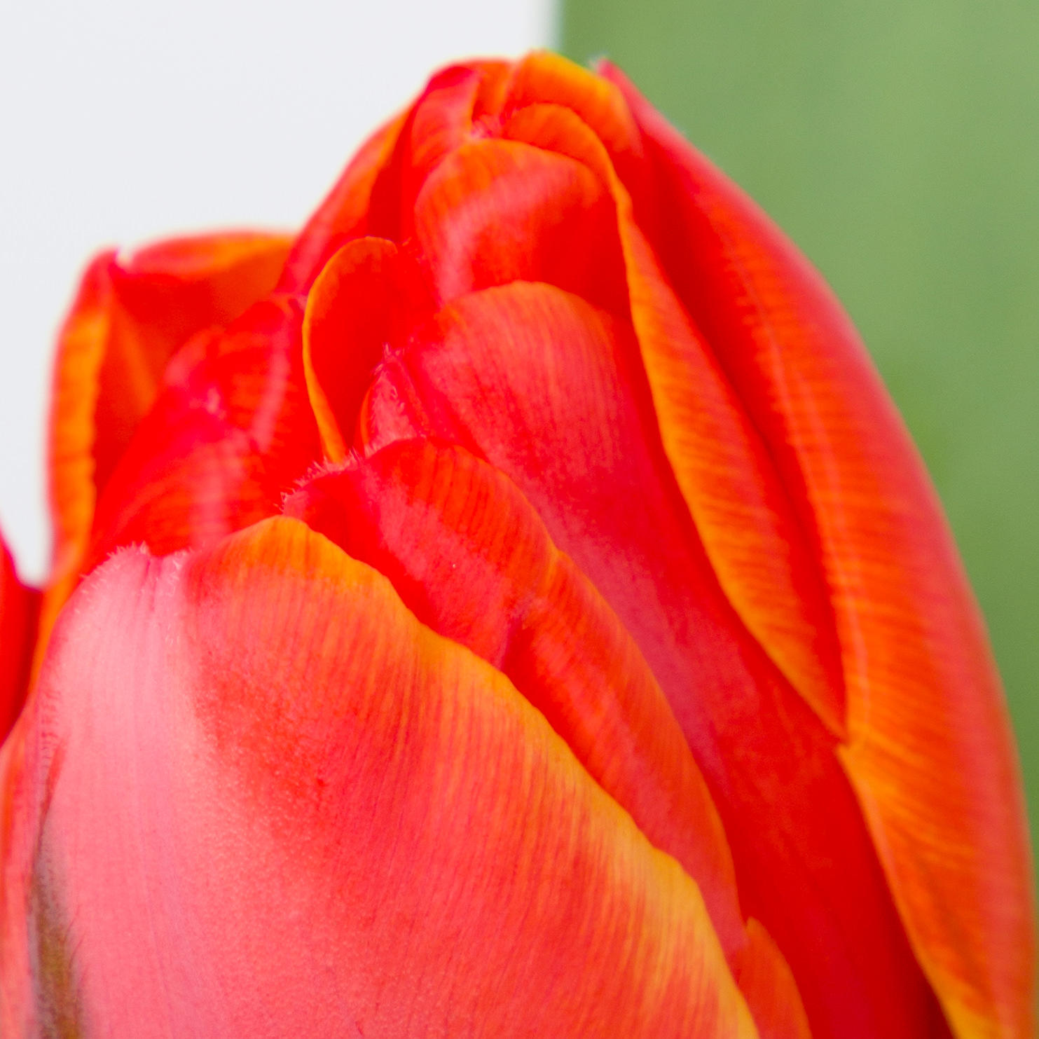 50x Tulipa queensday du 40cm
