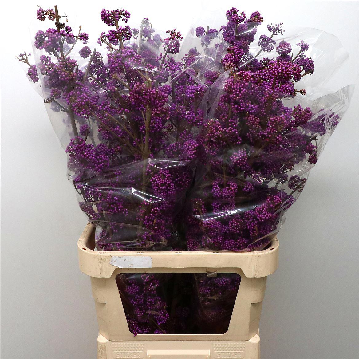 15x Callicarpa profusion 80cm
