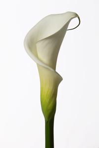 5x Zant.colombe de la paix 80cm