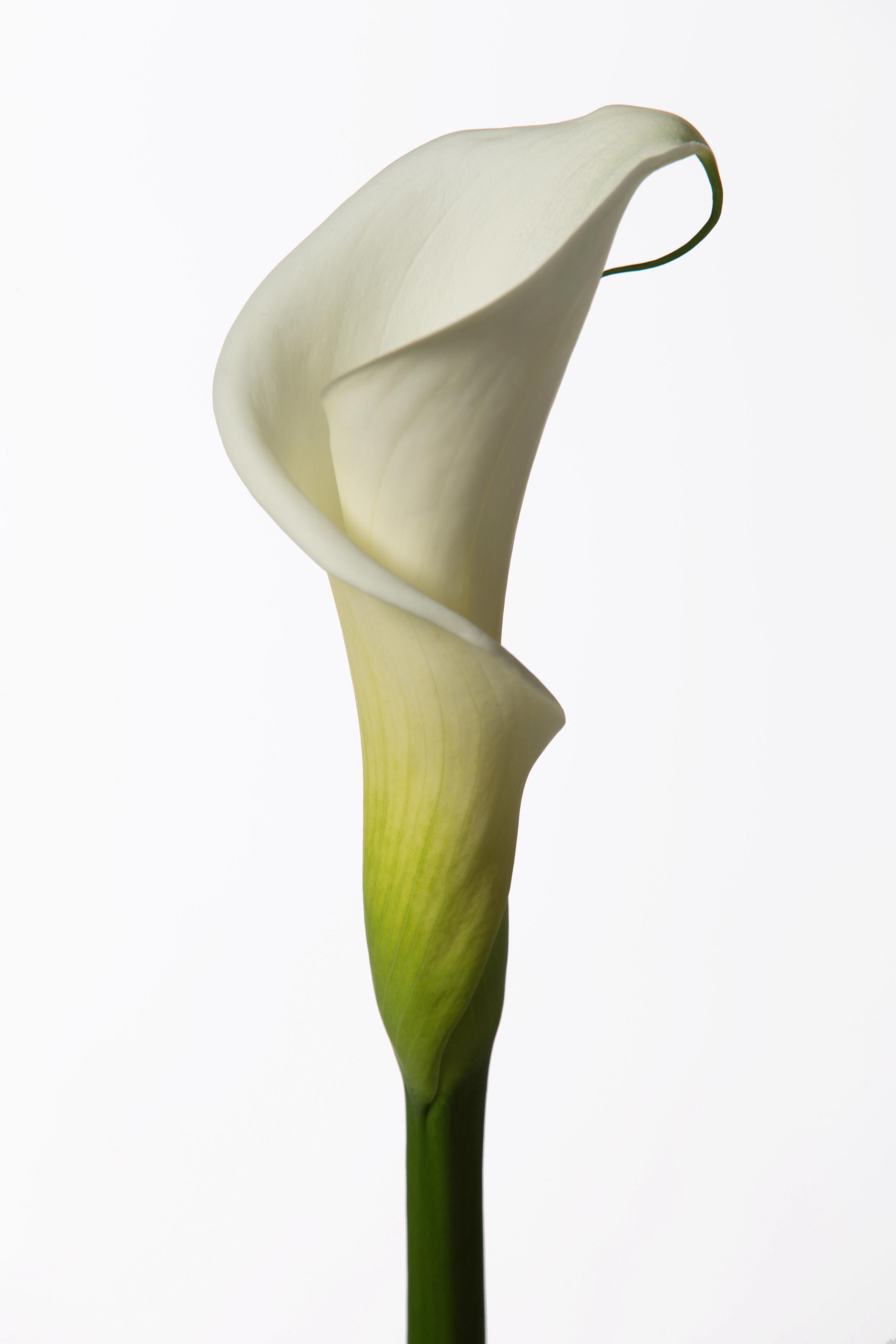 10x Zant.colombe de la paix 80cm