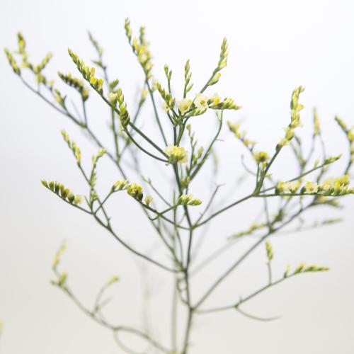 25x Lim.china lemon 60cm