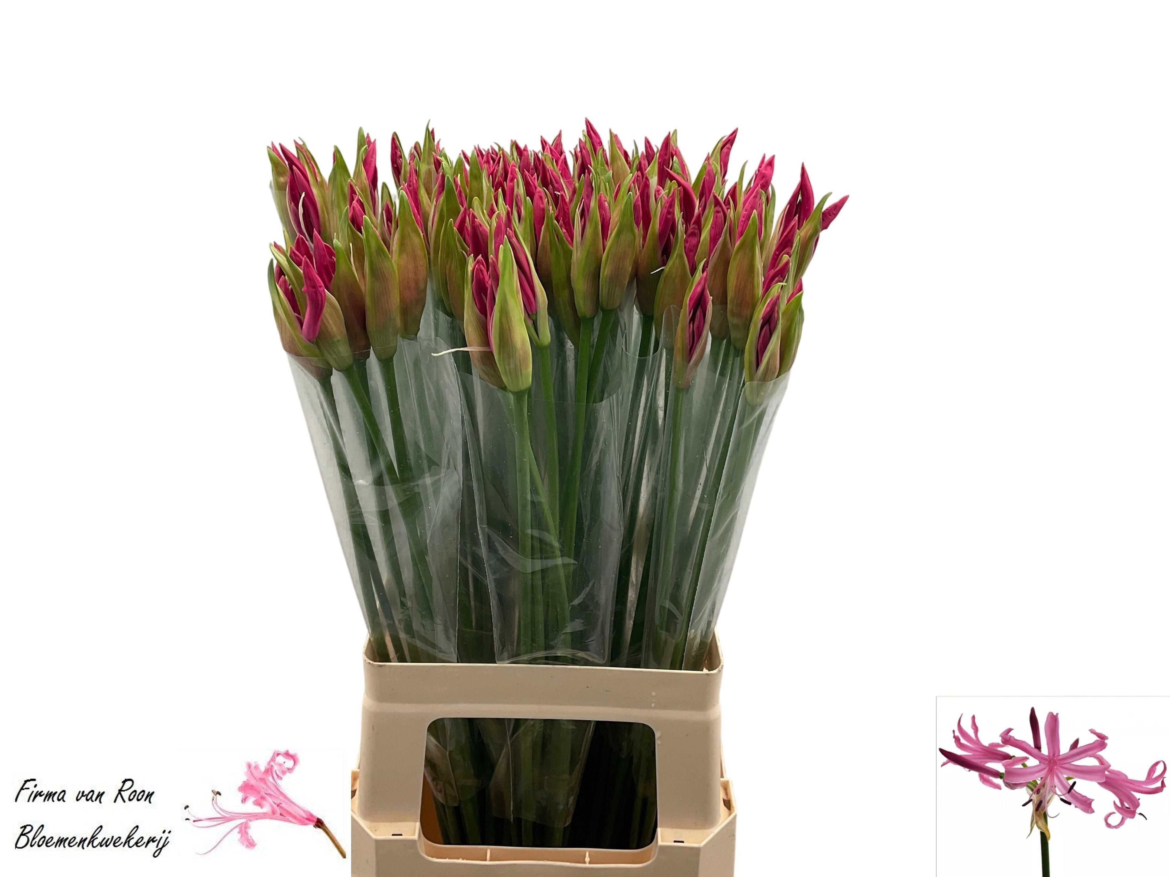 10x Nerine ras van roon 70cm