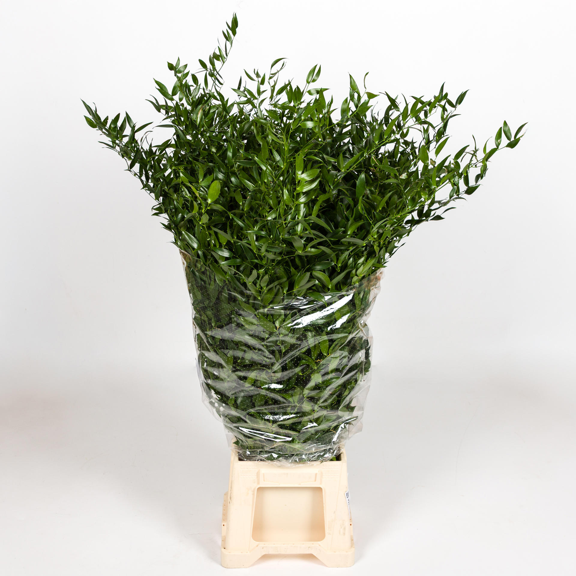 1x Sg ruscus it 70cm