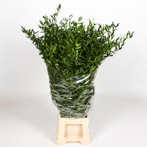 1x Sg ruscus it 50cm