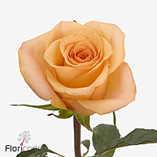 10x Rosa sauti sol 60cm