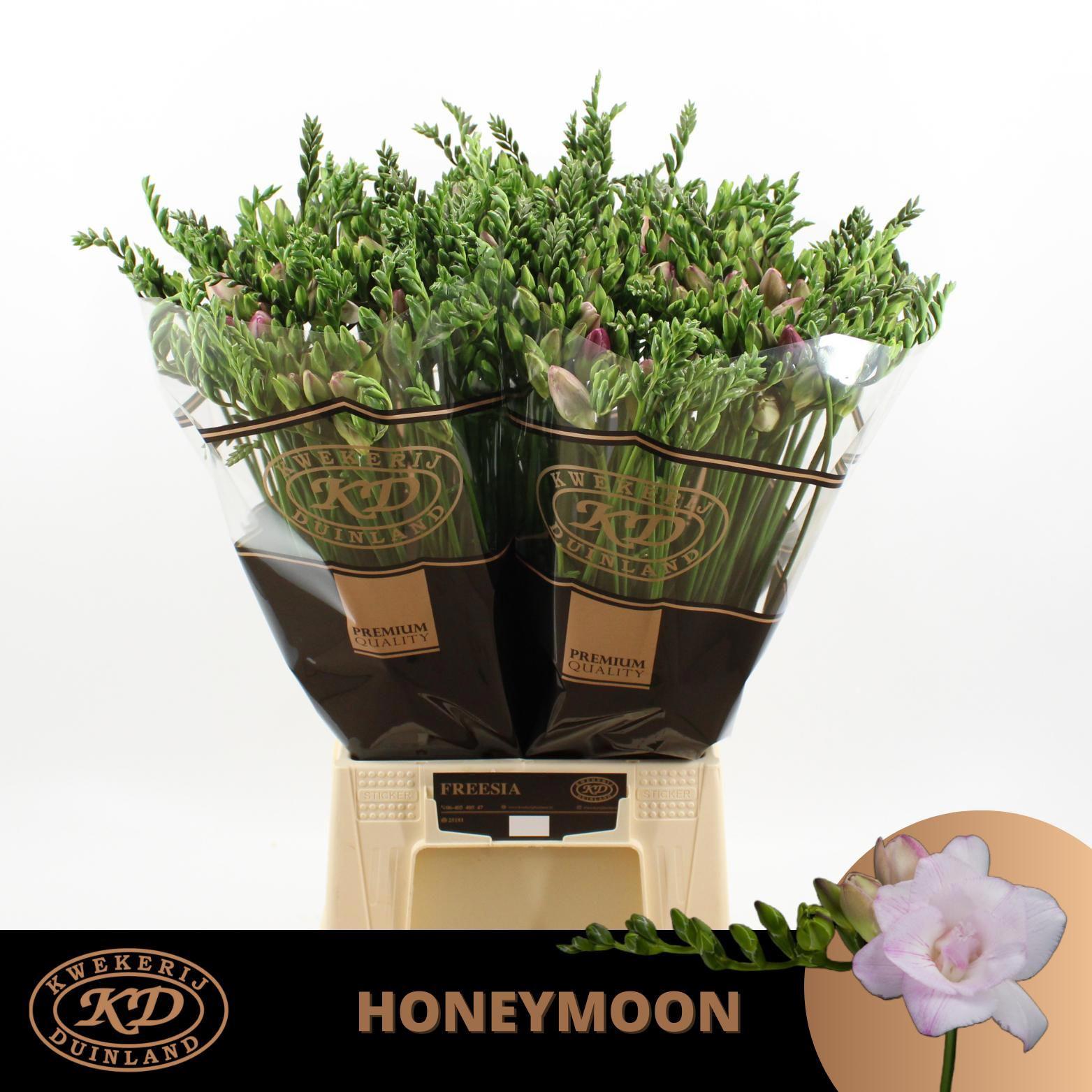 50x Freesia honeymoon du 50cm