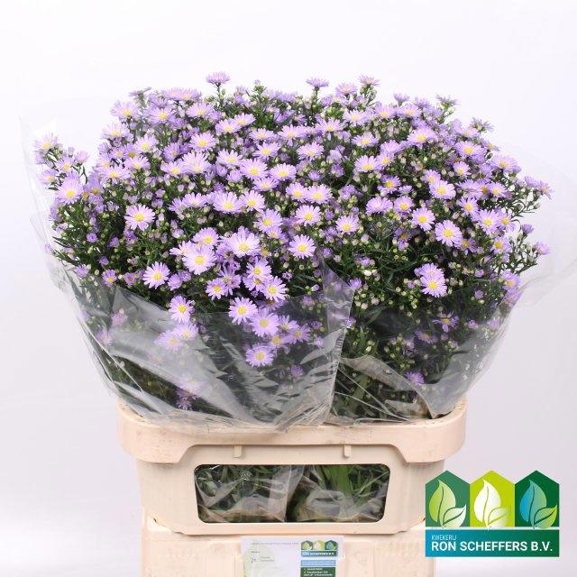 25x Aster cassandra 80cm