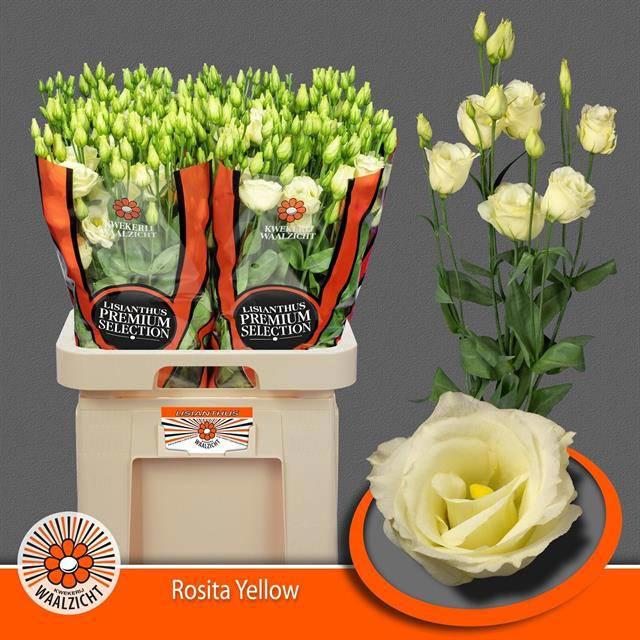 10x Eust.rosita yellow du 70cm
