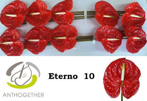 10x Anth.eterno 10cm