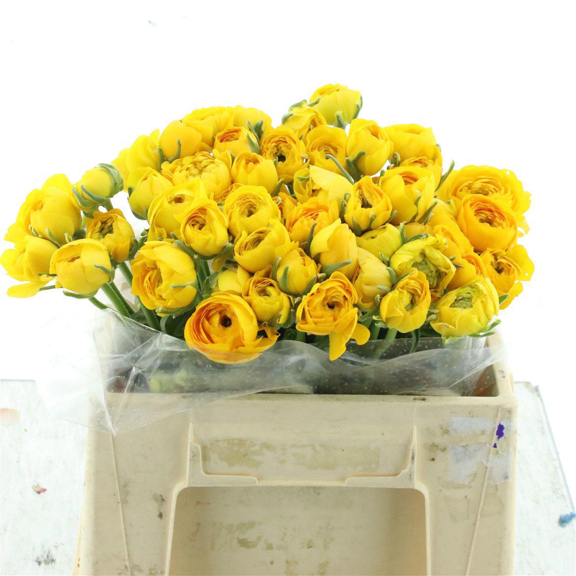 50x Ran.eleg.yellow 30cm
