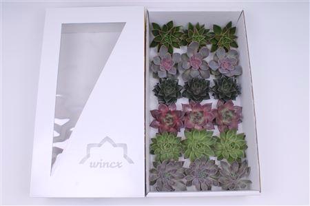 15x Echeveria autumn mix