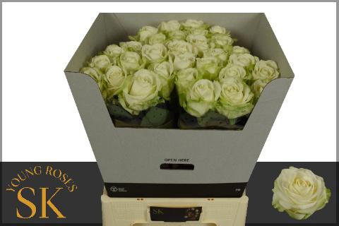 10x Rosa avalanche+ 70cm