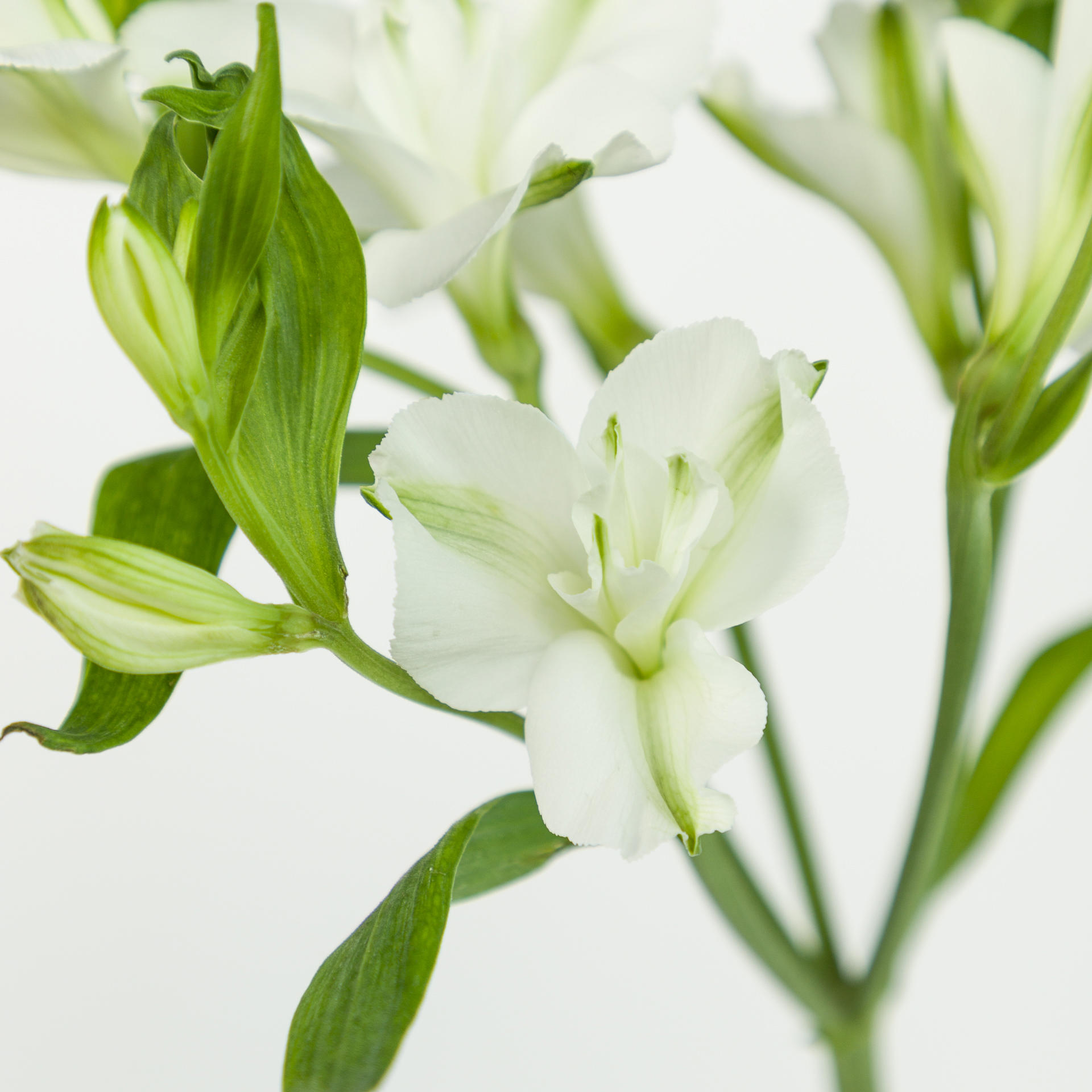 10x Alstroemeria flor.charmelia blanca 70cm