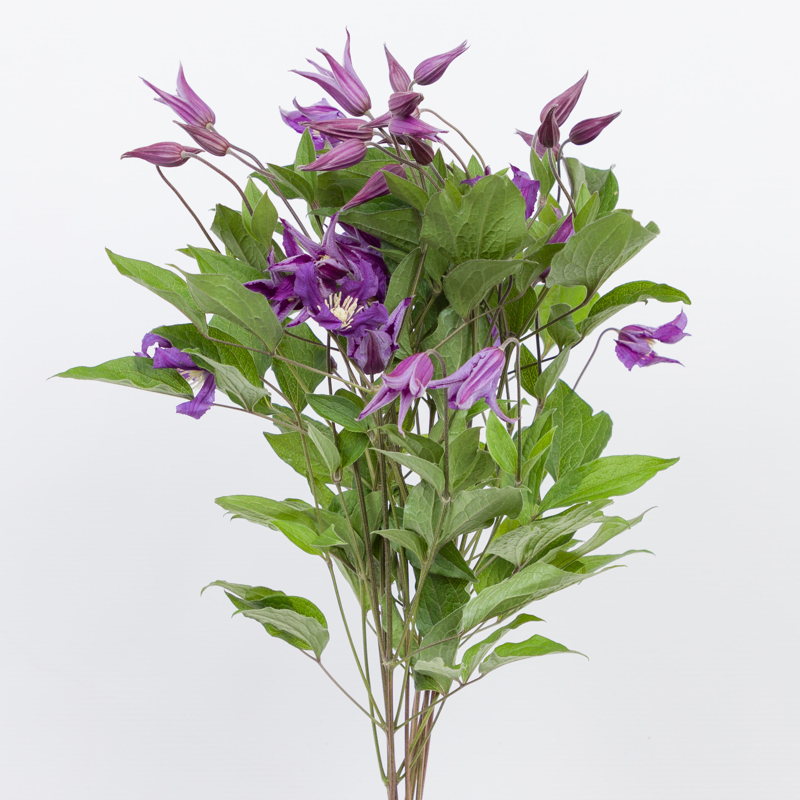 10x Clematis blue pirouette 60cm