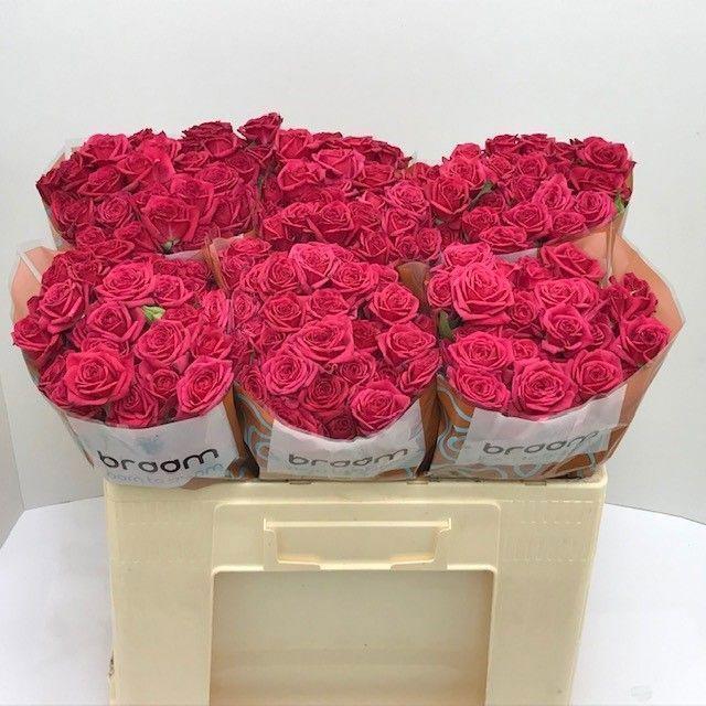 10x Rosa quincy 50cm