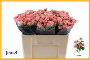 10x Rosa odilia 50cm