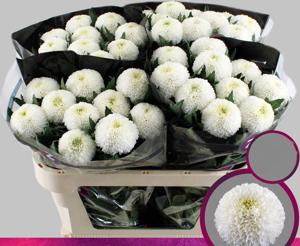10x Chrysant superbowl 70cm