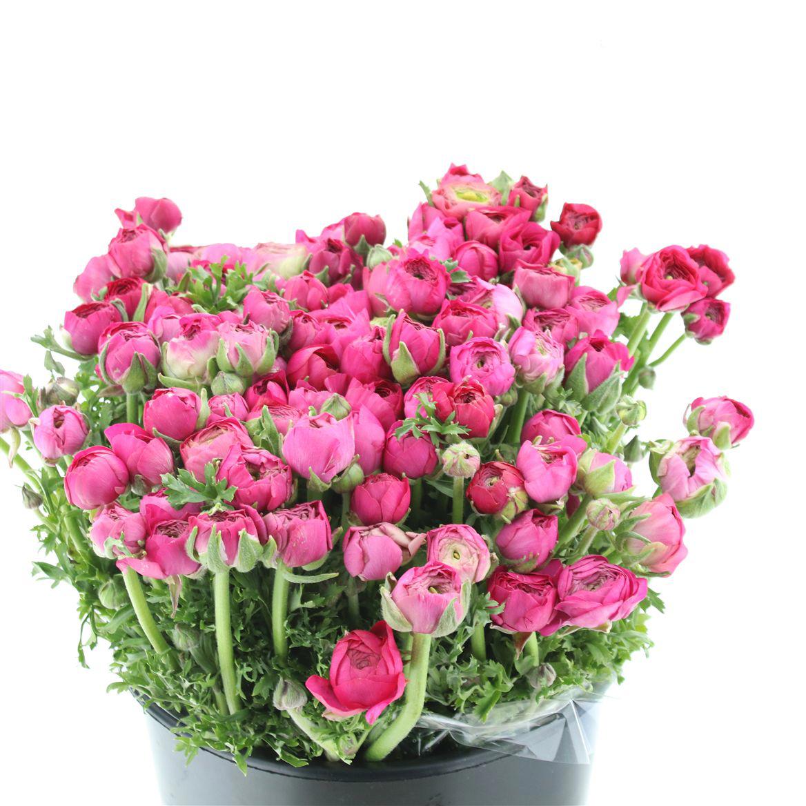 50x Ran.eleg.hot pink 40cm