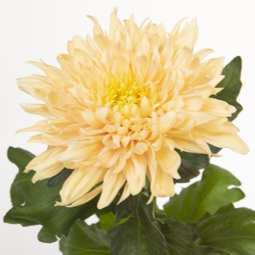 10x Chrysant avignon g 80cm