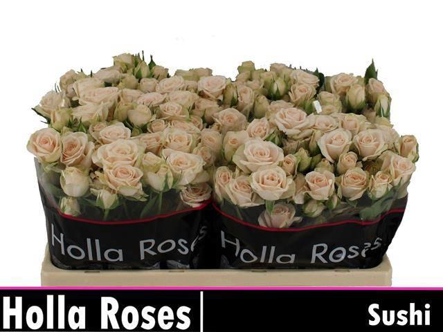 10x Rosa sushi 50cm