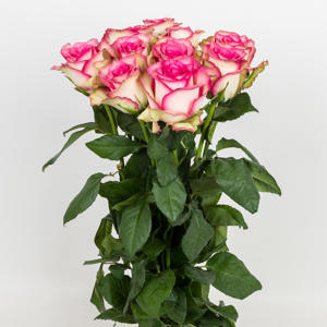 20x Rosa monique 60cm