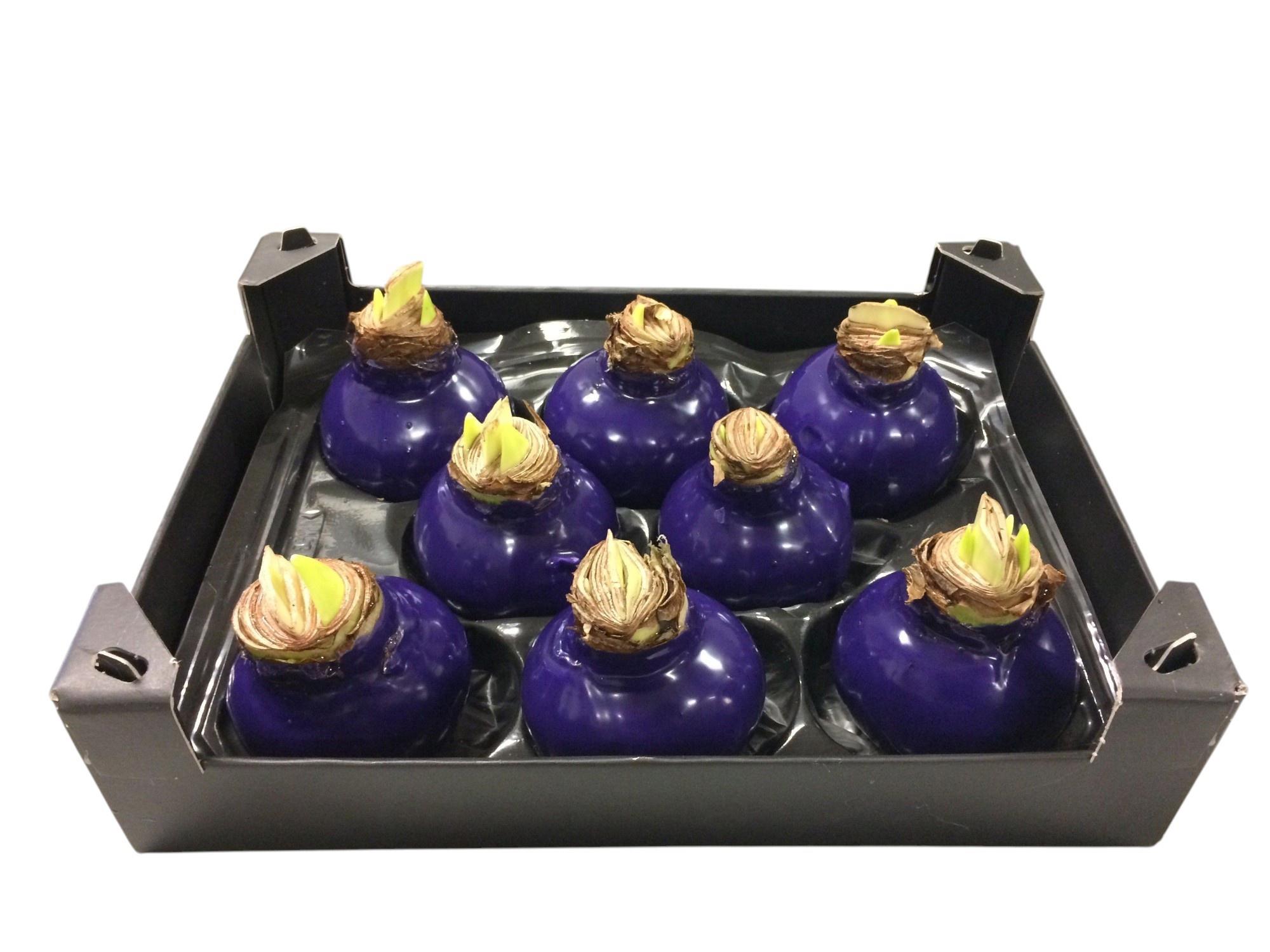 8x Dc wax hipp.paars