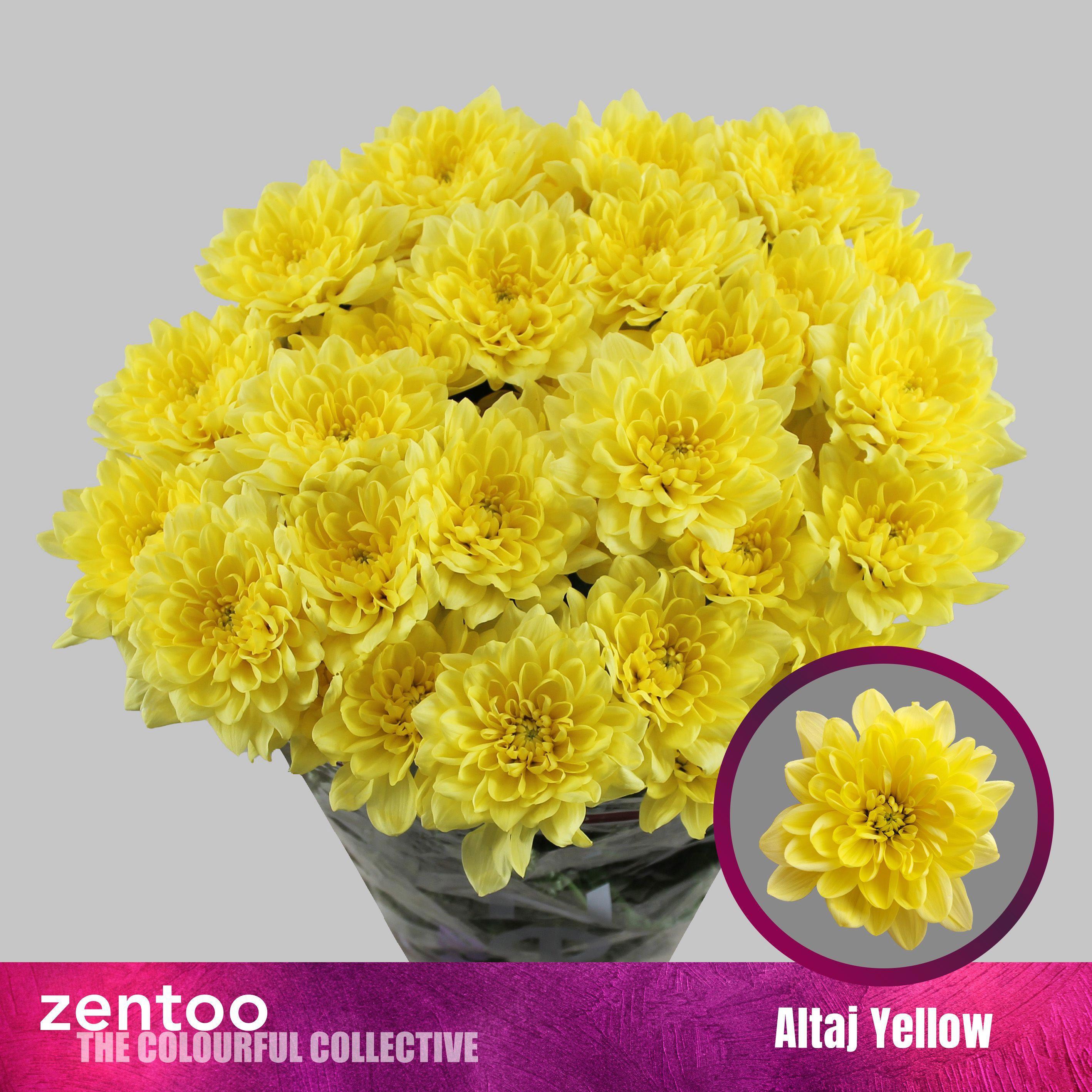 5x Chrysant altaj yellow 70cm