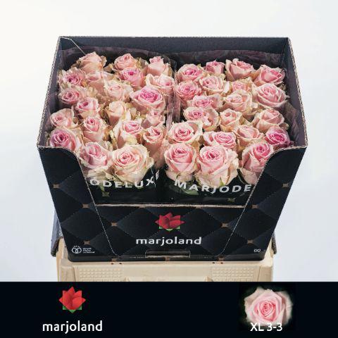 10x Rosa sweet dolomiti 60cm