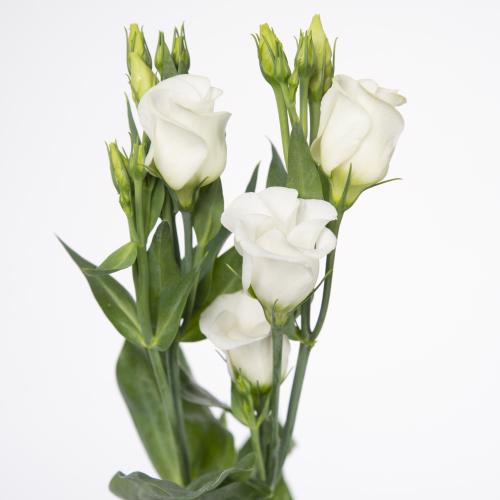 10x Eust.piccolo white en 70cm
