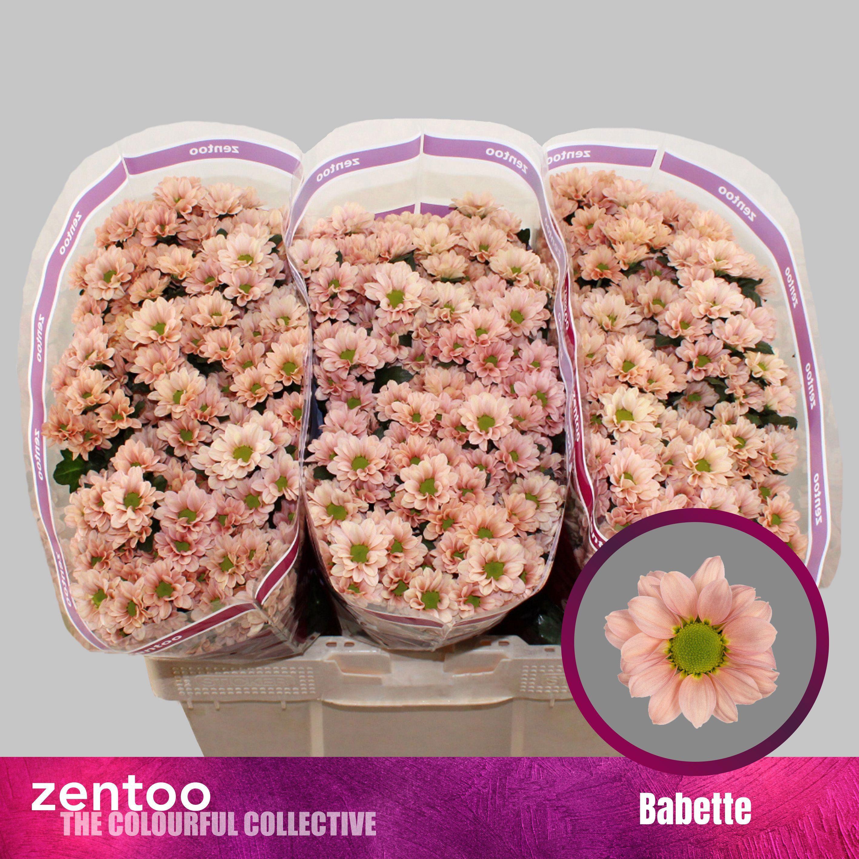 25x Chrysant san.babette 50cm